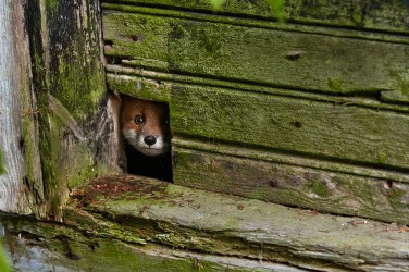 Εκπληκτικές φωτογραφίες με αλεπούδες