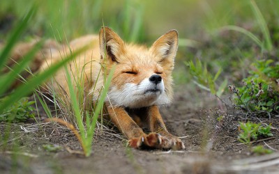 Εκπληκτικές φωτογραφίες με αλεπούδες