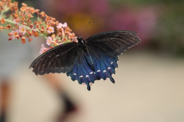 Canon EOS Rebel SL2: Δείγματα φωτογραφιών Canon EOS Rebel SL2/ 200D