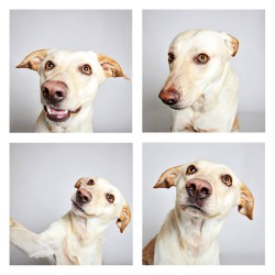 Πορτρέτα σκύλων à la photo booth style [Photo]
