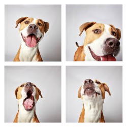 Πορτρέτα σκύλων à la photo booth style [Photo]
