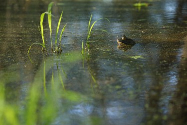 Sigma 100-400mm F5-6.3 DG OS HSM: Δείγματα φωτογραφιών Sigma 100-400mm F5-6.3 DG OS HSM: Δείγματα φωτογραφίας