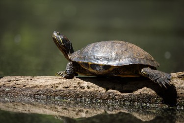 Sigma 100-400mm F5-6.3 DG OS HSM: Δείγματα φωτογραφιών Sigma 100-400mm F5-6.3 DG OS HSM: Δείγματα φωτογραφίας