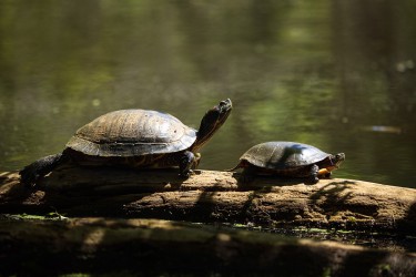 Sigma 100-400mm F5-6.3 DG OS HSM: Δείγματα φωτογραφιών Sigma 100-400mm F5-6.3 DG OS HSM: Δείγματα φωτογραφίας