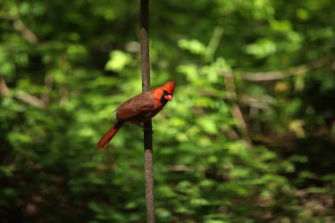 Sigma 100-400mm F5-6.3 DG OS HSM: Δείγματα φωτογραφιών Sigma 100-400mm F5-6.3 DG OS HSM: Δείγματα φωτογραφίας