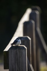 Sigma 100-400mm F5-6.3 DG OS HSM: Δείγματα φωτογραφιών Sigma 100-400mm F5-6.3 DG OS HSM: Δείγματα φωτογραφίας