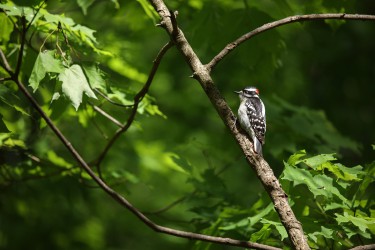 Sigma 100-400mm F5-6.3 DG OS HSM: Δείγματα φωτογραφιών Sigma 100-400mm F5-6.3 DG OS HSM: Δείγματα φωτογραφίας