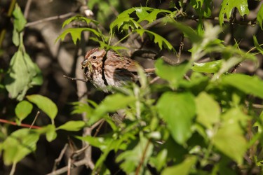 Sigma 100-400mm F5-6.3 DG OS HSM: Δείγματα φωτογραφιών Sigma 100-400mm F5-6.3 DG OS HSM: Δείγματα φωτογραφίας