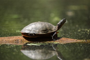 Sigma 100-400mm F5-6.3 DG OS HSM: Δείγματα φωτογραφιών Sigma 100-400mm F5-6.3 DG OS HSM: Δείγματα φωτογραφίας