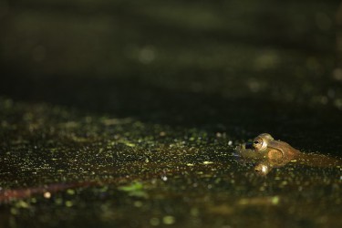 Sigma 100-400mm F5-6.3 DG OS HSM: Δείγματα φωτογραφιών Sigma 100-400mm F5-6.3 DG OS HSM: Δείγματα φωτογραφίας