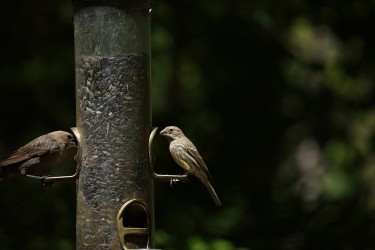 Sigma 100-400mm F5-6.3 DG OS HSM: Δείγματα φωτογραφιών Sigma 100-400mm F5-6.3 DG OS HSM: Δείγματα φωτογραφίας