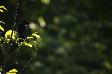 Sigma 100-400mm F5-6.3 DG OS HSM: Δείγματα φωτογραφιών Sigma 100-400mm F5-6.3 DG OS HSM: Δείγματα φωτογραφίας