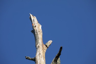 Sigma 100-400mm F5-6.3 DG OS HSM: Δείγματα φωτογραφιών Sigma 100-400mm F5-6.3 DG OS HSM: Δείγματα φωτογραφίας