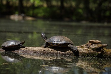 Sigma 100-400mm F5-6.3 DG OS HSM: Δείγματα φωτογραφιών Sigma 100-400mm F5-6.3 DG OS HSM: Δείγματα φωτογραφίας