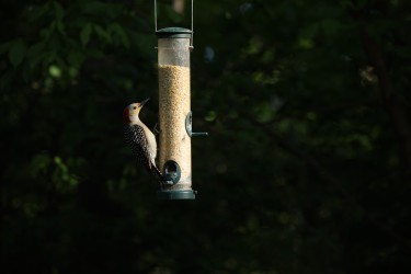 Sigma 100-400mm F5-6.3 DG OS HSM: Δείγματα φωτογραφιών Sigma 100-400mm F5-6.3 DG OS HSM: Δείγματα φωτογραφίας