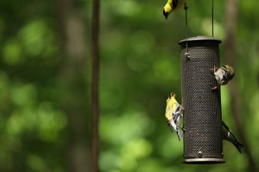 Sigma 100-400mm F5-6.3 DG OS HSM: Δείγματα φωτογραφιών Sigma 100-400mm F5-6.3 DG OS HSM: Δείγματα φωτογραφίας