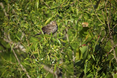 Sigma 100-400mm F5-6.3 DG OS HSM: Δείγματα φωτογραφιών Sigma 100-400mm F5-6.3 DG OS HSM: Δείγματα φωτογραφίας