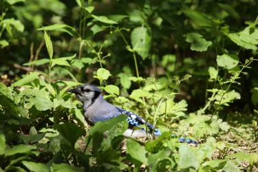 Sigma 100-400mm F5-6.3 DG OS HSM: Δείγματα φωτογραφιών Sigma 100-400mm F5-6.3 DG OS HSM: Δείγματα φωτογραφίας