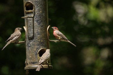 Sigma 100-400mm F5-6.3 DG OS HSM: Δείγματα φωτογραφιών Sigma 100-400mm F5-6.3 DG OS HSM: Δείγματα φωτογραφίας
