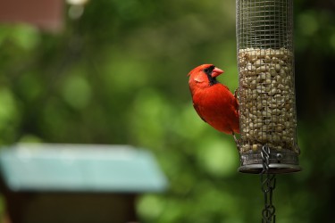 Sigma 100-400mm F5-6.3 DG OS HSM: Δείγματα φωτογραφιών Sigma 100-400mm F5-6.3 DG OS HSM: Δείγματα φωτογραφίας