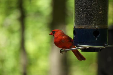 Sigma 100-400mm F5-6.3 DG OS HSM: Δείγματα φωτογραφιών Sigma 100-400mm F5-6.3 DG OS HSM: Δείγματα φωτογραφίας