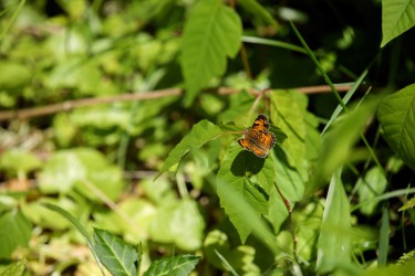 Sigma 100-400mm F5-6.3 DG OS HSM: Δείγματα φωτογραφιών Sigma 100-400mm F5-6.3 DG OS HSM: Δείγματα φωτογραφίας