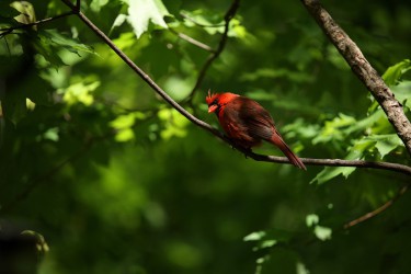 Sigma 100-400mm F5-6.3 DG OS HSM: Δείγματα φωτογραφιών Sigma 100-400mm F5-6.3 DG OS HSM: Δείγματα φωτογραφίας