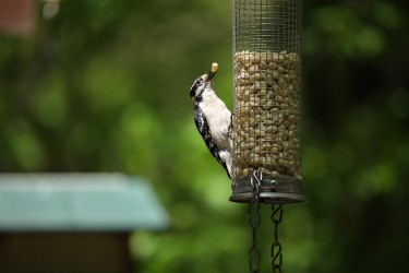 Sigma 100-400mm F5-6.3 DG OS HSM: Δείγματα φωτογραφιών Sigma 100-400mm F5-6.3 DG OS HSM: Δείγματα φωτογραφίας