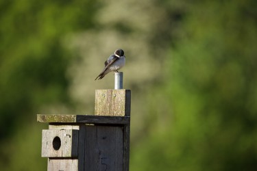Sigma 100-400mm F5-6.3 DG OS HSM: Δείγματα φωτογραφιών Sigma 100-400mm F5-6.3 DG OS HSM: Δείγματα φωτογραφίας
