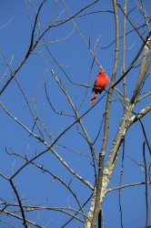 Sigma 100-400mm F5-6.3 DG OS HSM: Δείγματα φωτογραφιών Sigma 100-400mm F5-6.3 DG OS HSM: Δείγματα φωτογραφίας