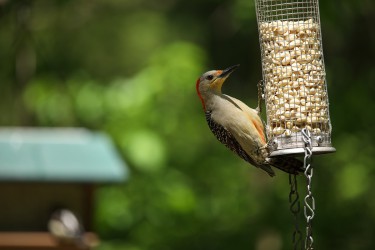 Sigma 100-400mm F5-6.3 DG OS HSM: Δείγματα φωτογραφιών Sigma 100-400mm F5-6.3 DG OS HSM: Δείγματα φωτογραφίας